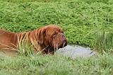 DOGUE DE BORDEAUX 084